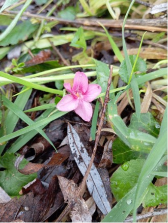 Société des Sciences Naturelles de La Charente-Maritime