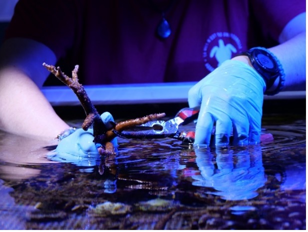 Société des Sciences Naturelles de La Charente-Maritime