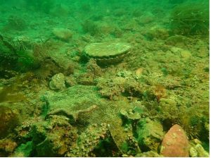 Société des Sciences Naturelles de La Charente-Maritime